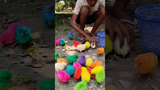 Million Colors Cute Tweeties Colored Hen Babies #shorts #viralvideo #chicks