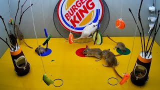 mice ride on a burger king wheel and hide in burrows video for cats