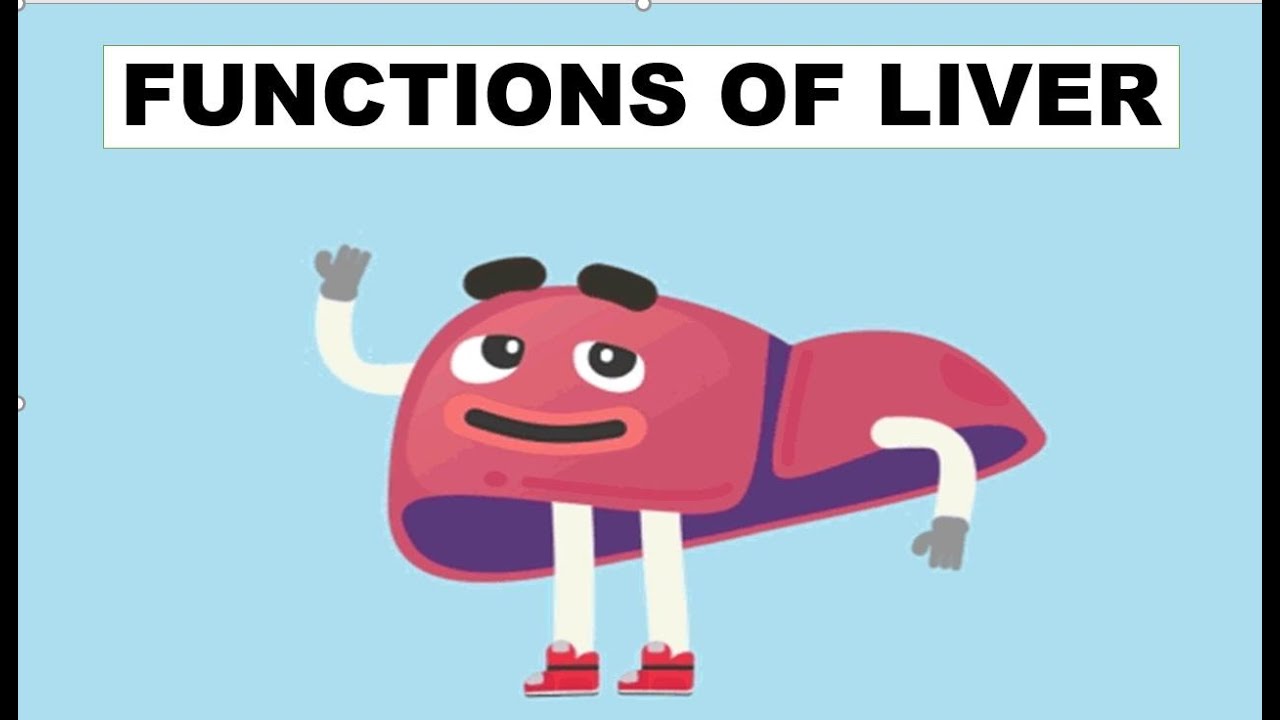 Functions Of Liver|मानव शरीर में जिगर के कार्य|HINDI|
