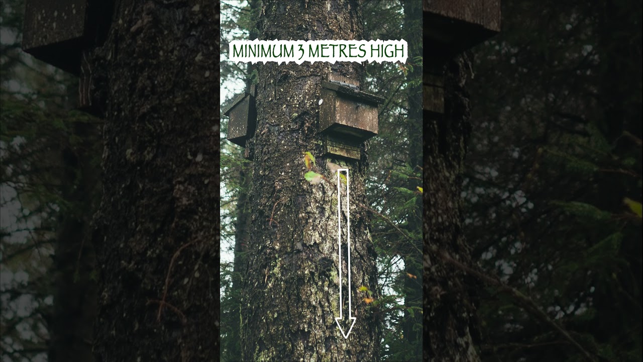 Как установить коробку для летучих мышей 