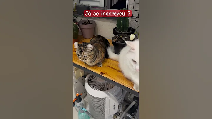 Watch the video about Quantos gatinhos você tem ? #cat #gatos #gatosbrancos #munchkin #kinkalow #gatoquefala