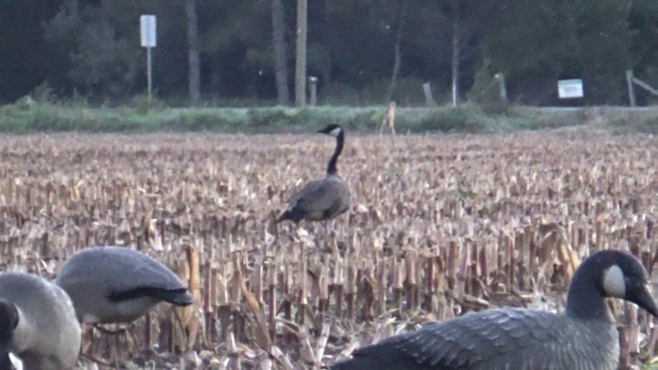 Kars Krew - Goose Hunting - Opening Weekend 2016 - YouTube