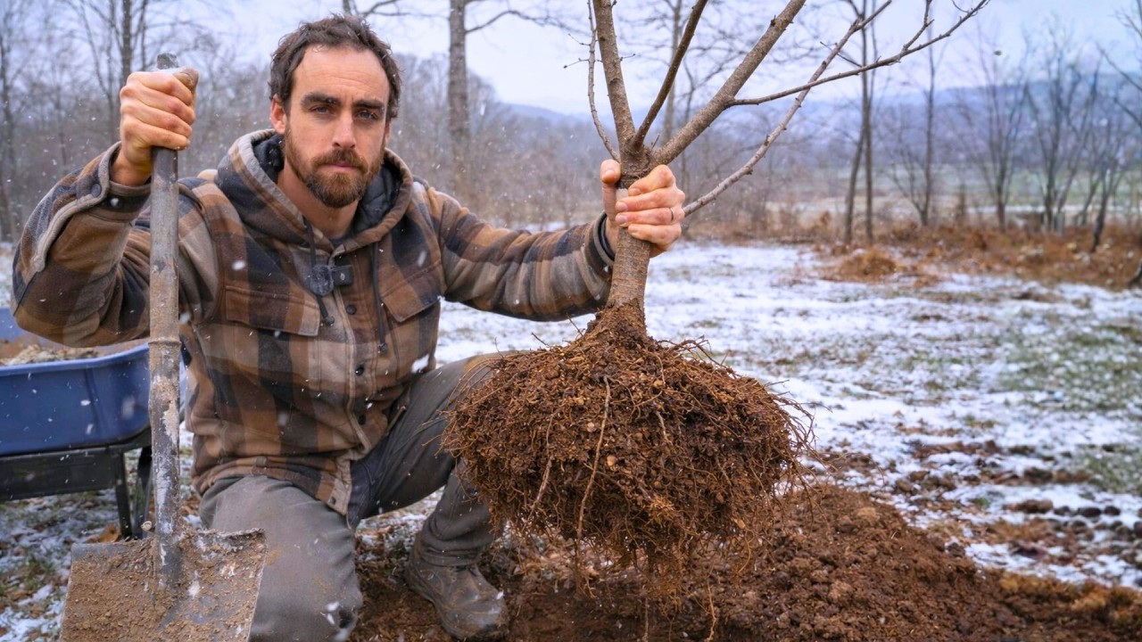 The Only Safe Way to Move Fruit Trees and Have Them Live
