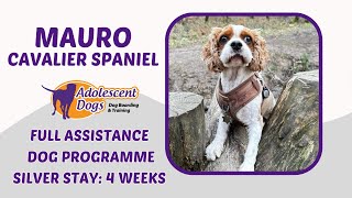 Mauro the Cavalier Spaniel  Full Assistance Dog Programme  Silver Award