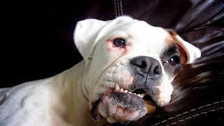 Funny Boxer Dog Compilation NEW! by Pepe Frog 4,296 views 5 years ago 2 minutes, 37 seconds