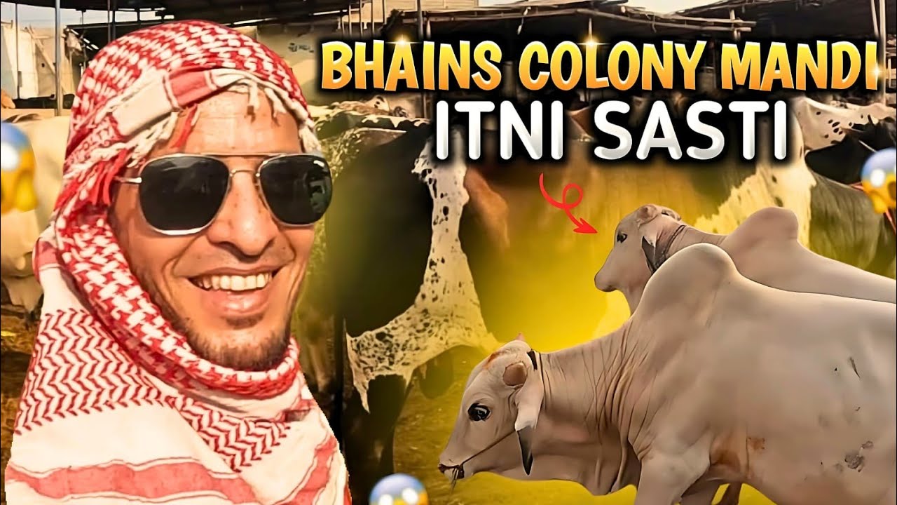 Bhains Colony Mandi Latest Update May 2024 / Qurbani K Janwar / Sastay Bachray @Kiyani-vlogs