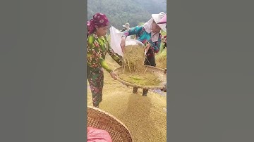 Paddy chip screening process- Good tools and machinery can increase work efficiency