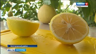 видео СЕЛЬСКОЕ ПОДВОРЬЕ    » Комнатный лимон