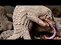 PANGOLIN ─ An Armored Ant Exterminator that Takes On Hyenas and Lions!