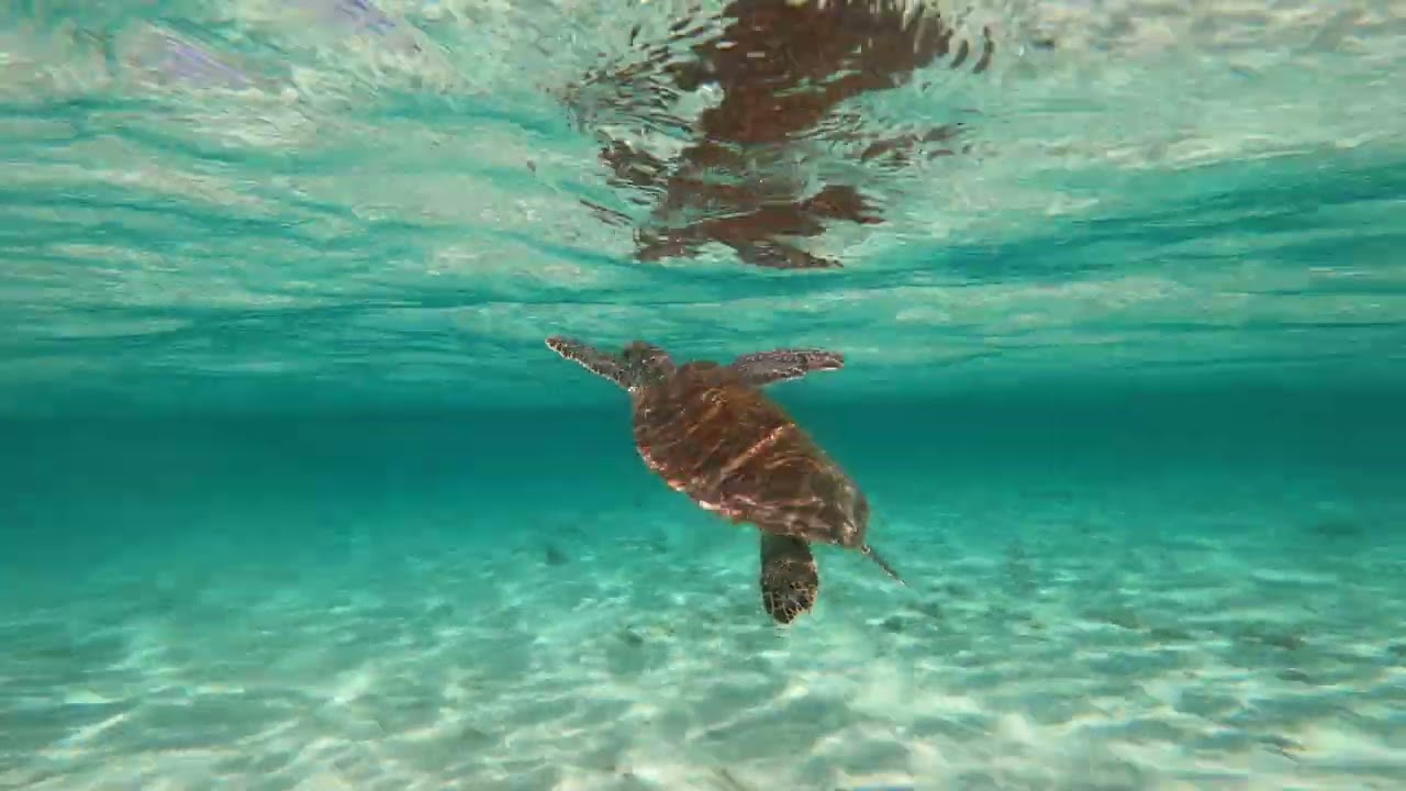 ⁣[Hors série] Voyage en Guadeloupe - Février 2025 - jour 5