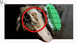 BULL'S HOOF CAVITY OOZES PUS!