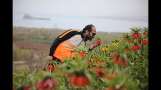 Van Da Ters Laleler Açtı. Van Da Harika Doğa Manzarası Ile Ters Laleler Reverse Tulip