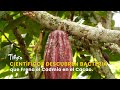 Científicos Descubren Bacteria que Frena el Cadmio en el Cacao - TvAgro por Juan Gonzalo Angel
