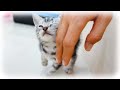 出会って2時間後には心を許しちゃった赤ちゃん子猫がこちらです