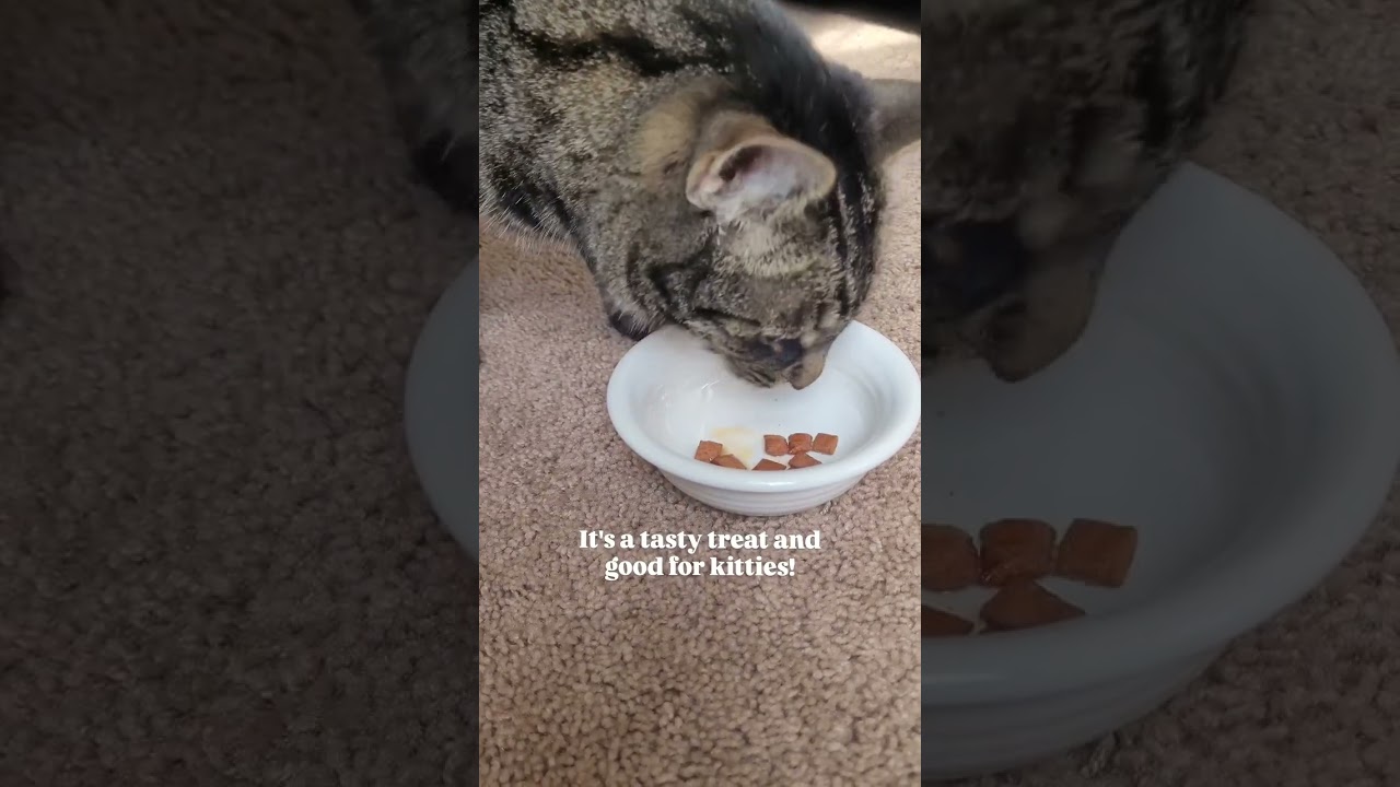 Fish Oil for Cats & Dogs 🐾 Boost Coat, Skin & Overall Health! 