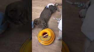 Mason Has Manx Syndrome