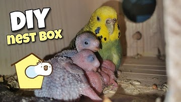 Making a Budgie Breeding Nest Box | DIY