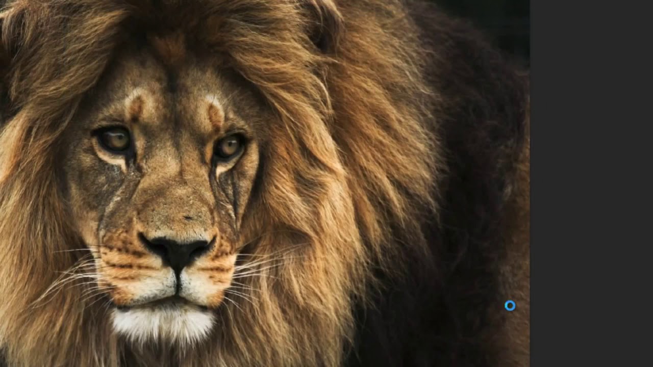 glowing animals aka fractalius filter for beginner photomanipulation