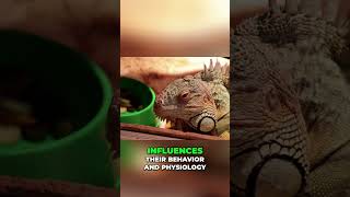 Green Iguana Diet: The Herbivore Reptile's Secret #shorts