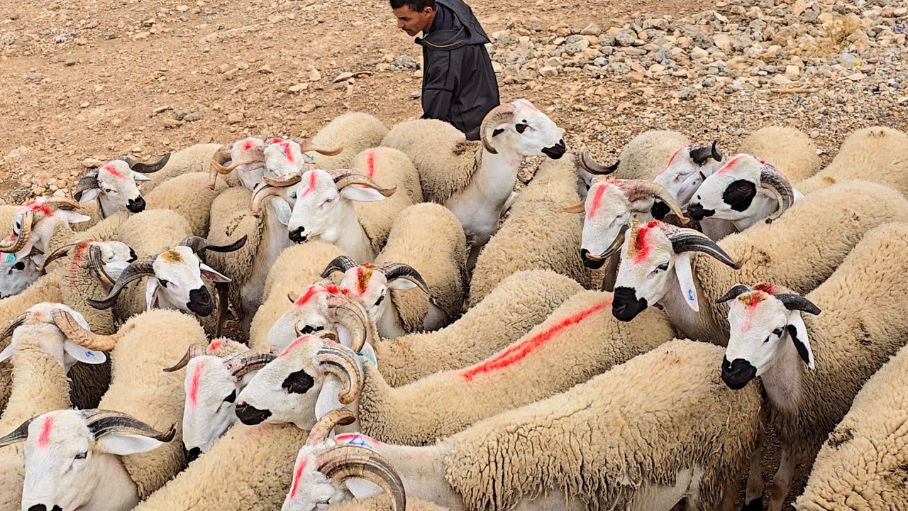 اليوم من سوق حد البروج بني مسكين اقليم سطات مع ثمن الأغنام، (21 شتنبر 2025) 