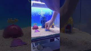 Bikini Bottom Aqurium shorts spongebob squidward bikinibottom