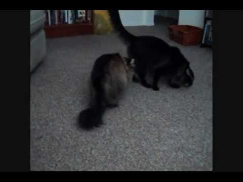 Maine Coons Playing