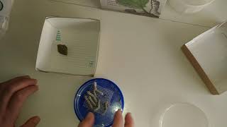 Bachi da seta allevamento Bombyx kit - Smartbugs Vlog 2