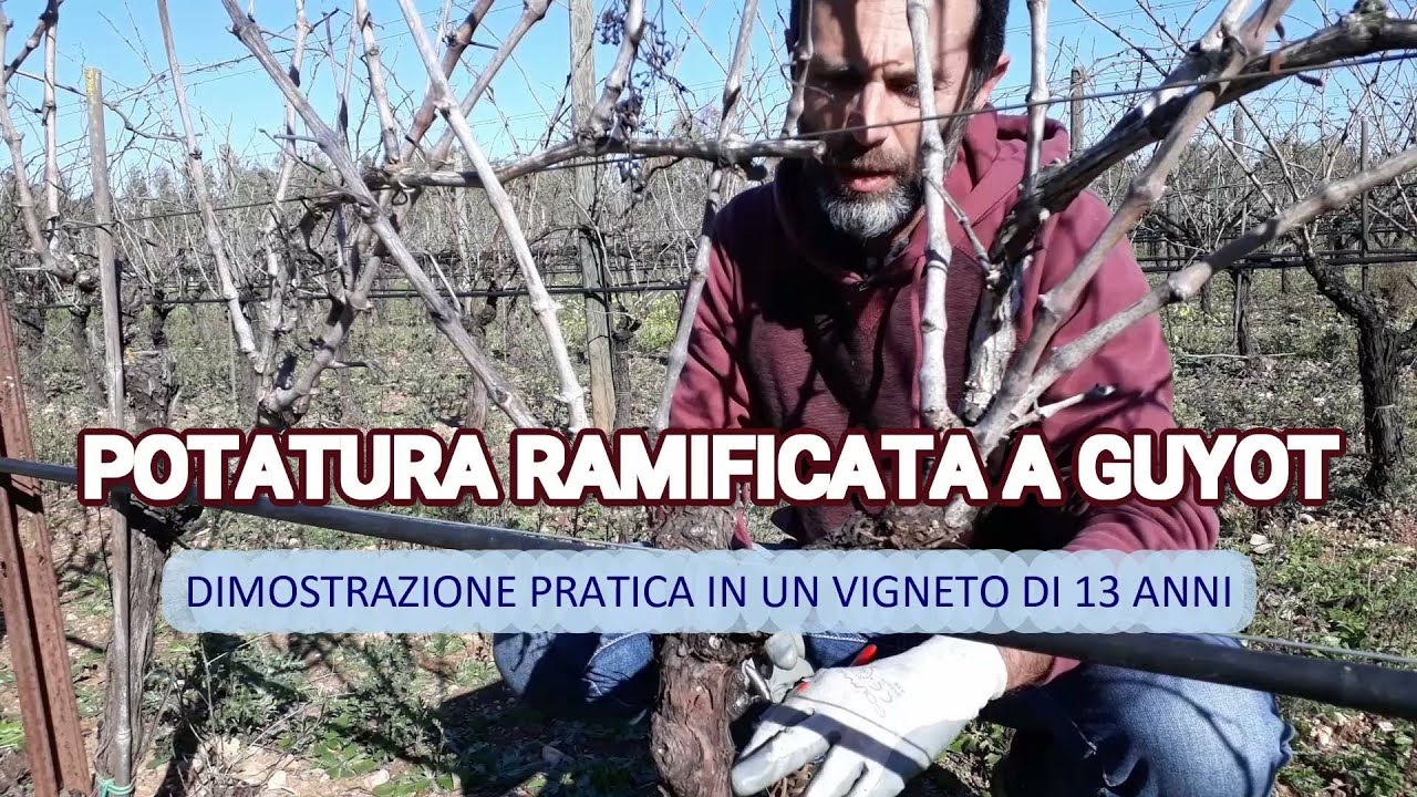 POTATURA A GUYOT/CAPOVOLTO EP. 6: dimostrazione pratica in un vigneto di 13 anni