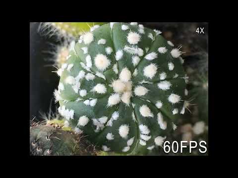 Timelapse of Astrophytum Graft using RIFE to interpolate more frames