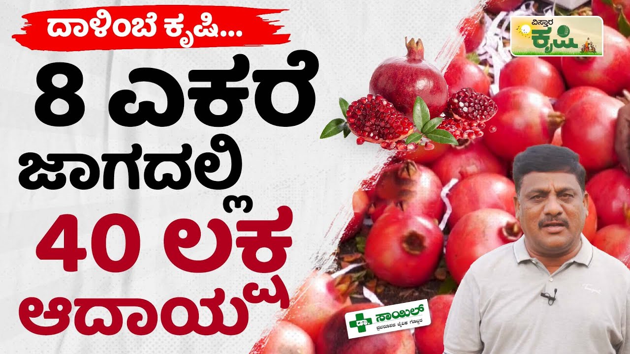 ಬೀಳು ಬಿದ್ದ ಜಾಗದಲ್ಲಿ ಬಂಗಾರದ ಬೆಳೆ | Pomegranate Farming In Raichur | Vistara Krishi | ಕೃಷಿ ಖಜಾನೆ