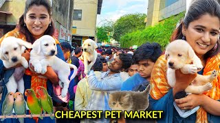 Cheapest pet market | chennai