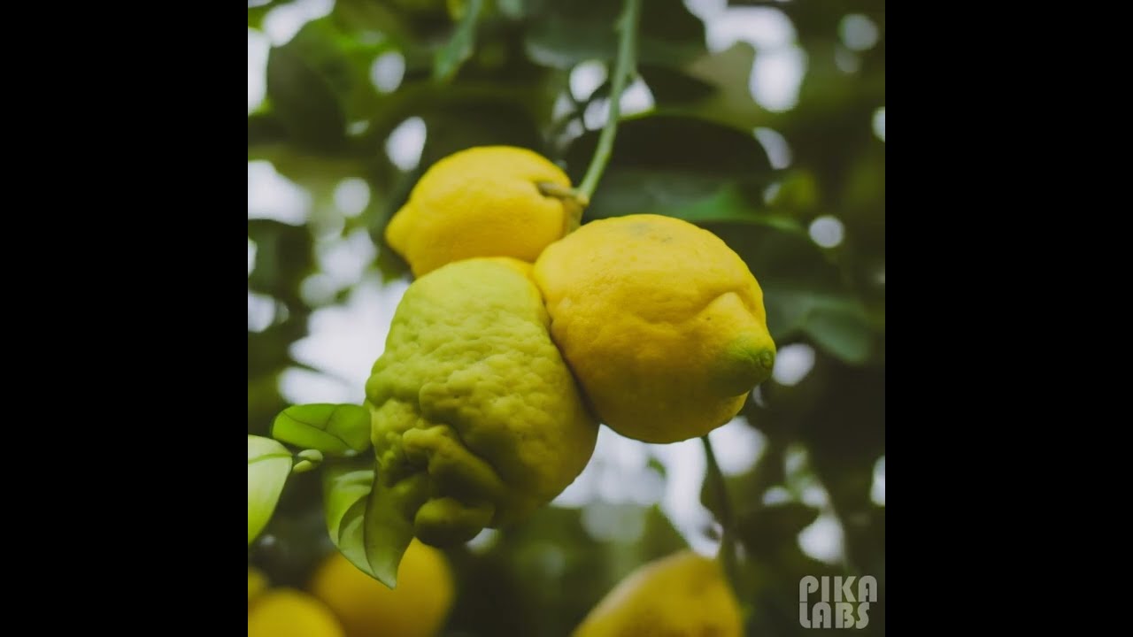 🍋🌳 Mutant Omega Mart Lemon Fruit Tree Monster: The Zestiest Arboreal Marvel! 🌈🔬 