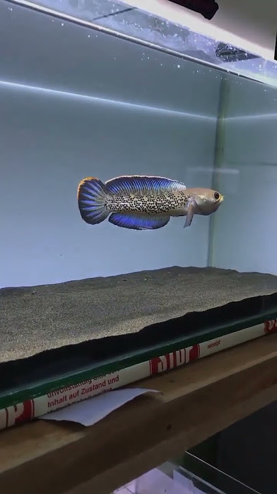BELUM BISA BELI CHANNA BARCA, STEWARTI SOLUSINYA 🤭 #stewarti #channastewartii #channa #snakehead