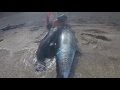 Spearfishing israel free .подводная охота в израиле.2016