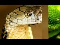 Изображения различных видов Змей