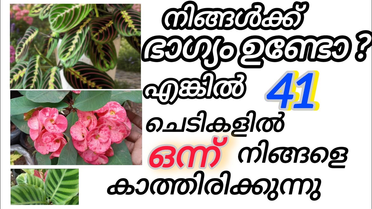 ഒരു comment മതി 41 ചെടികളിൽ ഒന്ന് നിങ്ങളുടെ കയ്യിൽ എത്തും 