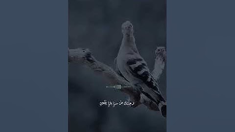 #الشيخ بلال دربالي تلاوة خاشعة#السعودية #قطر #القرآن_الكريم #سورة_البقرة #راحة_نفسية #ترند #السلفي