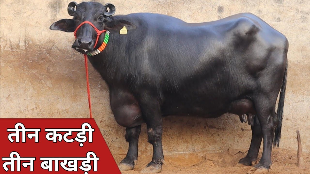 26 हजार में कटड़ी, तीन ग्याभिन बाखड़ी और तीन कटड़ी एक ही जगह || Kodan Dairy Farm (7982838313)