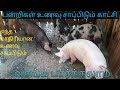 What do pigs eating food in Tamil \ pigs eating meat in village\ piggery eating \ Srilankan Animals