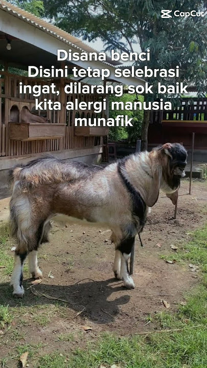 di depan baik di belakang jeplak jeplak adakah...??? #ayam_petarung
