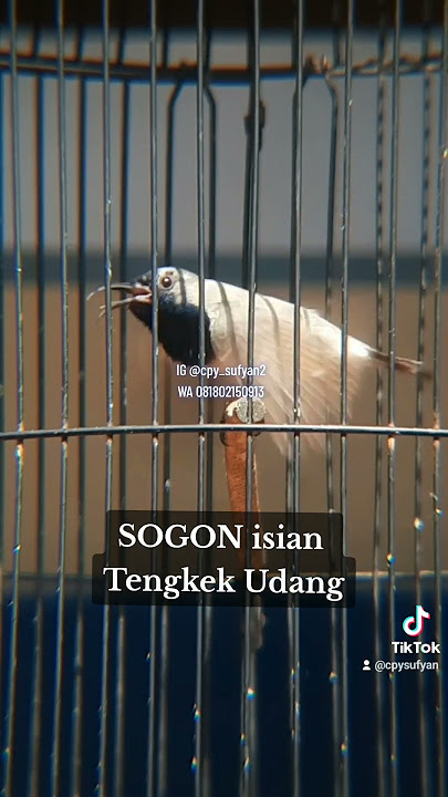 Sogon isian tengkek udang. #burungmasteran #sogokotong #masterankicau #burungsogokontong #kicauan