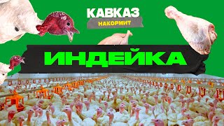 Кавказ накормит. Индейка