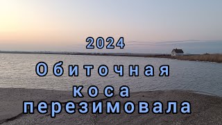 Обиточная коса перезимовала. 2024 г . Приморск.