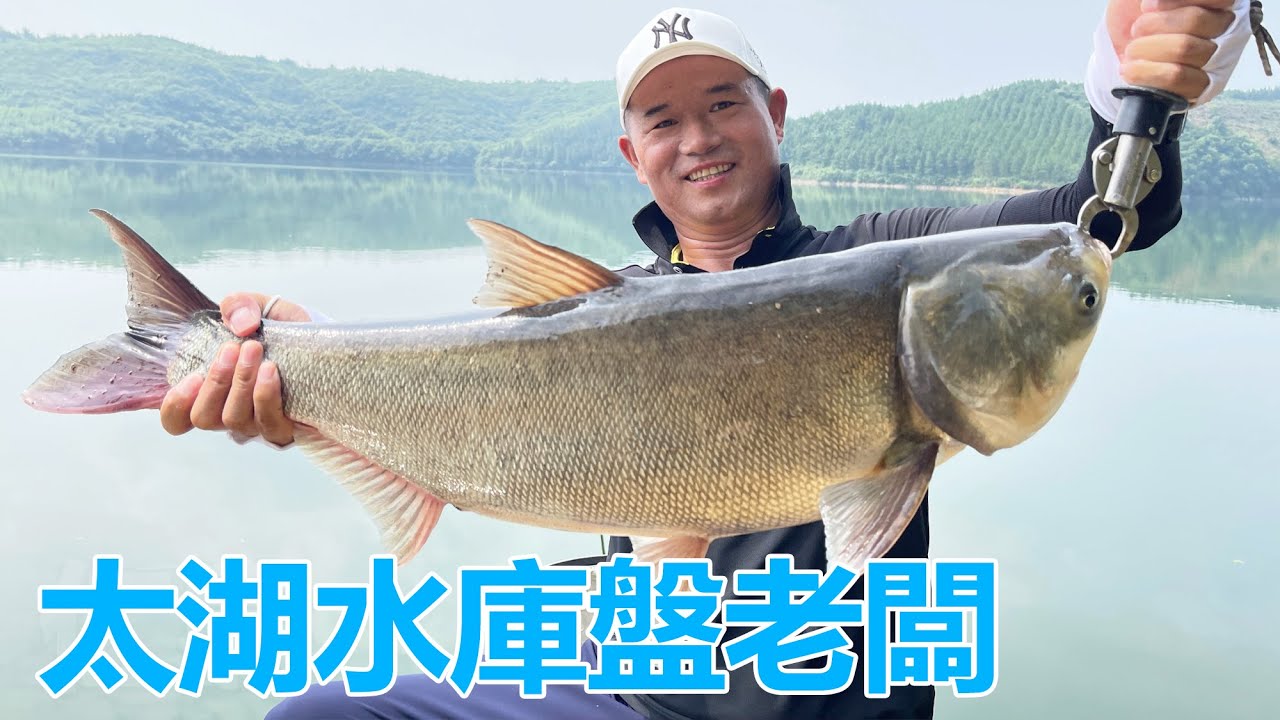 鄧剛釣魚合集丨太湖水庫盤老闆，說出來你們可能不信，今天又釣了一隻羊！