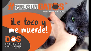 ¿Cómo educar a un gato para que no arañe?