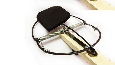 Bẫy chuột không mồi có thực sự hiệu quả?