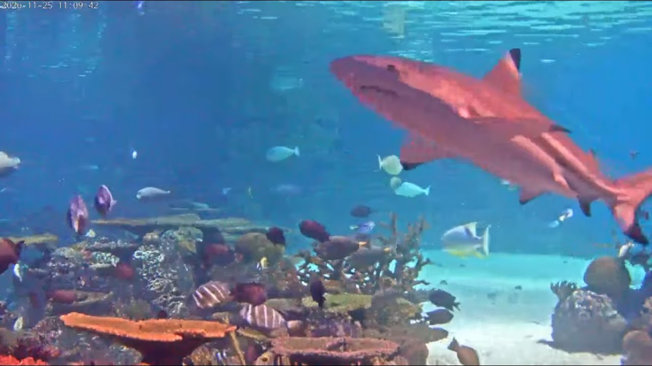 live aquarium webcams Sharks Cam YouTube