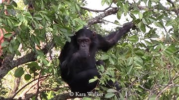 How similar are chimpanzees and humans?