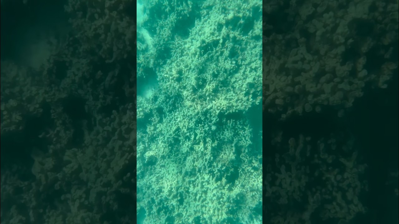 Under water live corals different types of fishes/ cucumber animals/ 