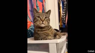 Noodle Are You A Cat?